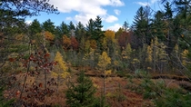 Fall colors in Northern Wisconsin x 