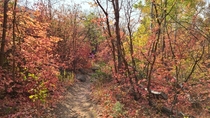 Fall colors in Park City  Utah x OC