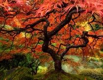 Fall Colors in the PNW - Portland Oregon 