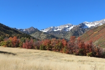 Fall colors in Vivian Park Utah 