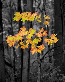 Fall Colors - Peach Mountian Pinckney Michigan 