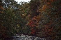 Fall colors peaking through  Rock Creek Park Washington DC 