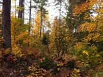 Fall colors Trails Michigan USA 
