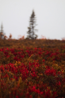 Fall colours at Kejimkujik seaside adjunct national park in Nova Scotia Canada  x