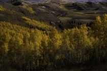 Fall foliage in Utah mountains  x  OC
