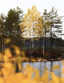 Fall in Vegrshei Norway 