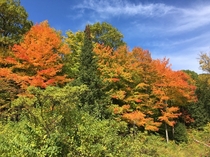 Fall is the best season- Gatineau Park Canada 