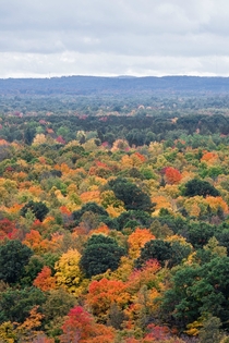 Fall leaves in Kingsley Michigan 