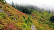 Fall on the lower Skyline trail near Mount Rainier 
