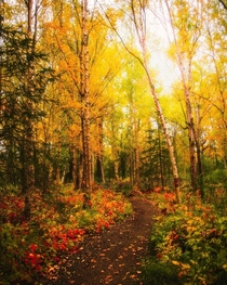 Fall walks through Anchorage Alaska  OC