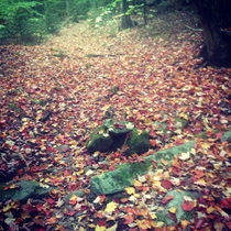 Fallen leaves in Vermont along the Appalachian Trail 
