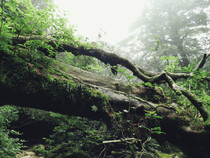 Fallen tree in Shiratani Unsuiko on Yakushima Japan 