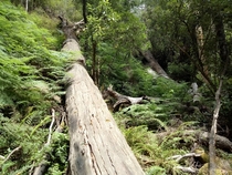 Fallen tree on Sheoak trail Lorne Victoria Australia 