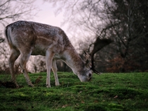 Fallow Deer Dama dama Knole Park UK 