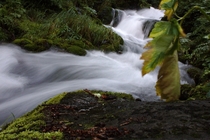 Falls Creek near Anchorage Alaska Temperate Rainforests are Pure Magic X OC