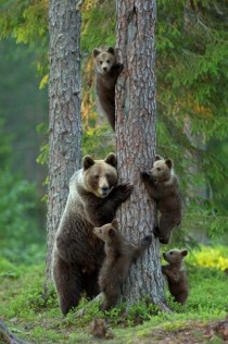 Family of Brown Bears 