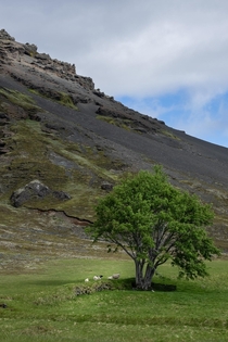 Family of sheep rest under the shade of a tree in south Iceland 