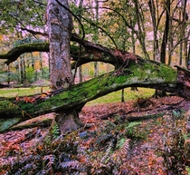 Famous dead tree in Myrtles plantation La 