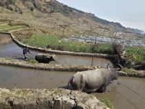 Farmer using water buffalo to plough terraced rice paddies in Honghe County Yunnan China  