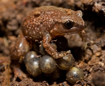 Father robust frog Austrochaperina robusta guarding his eggs 