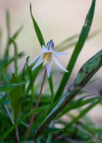 Fawn lily 