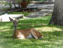 Fawn on a lawn