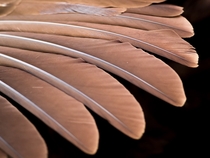 Feathers of a Limpkin 