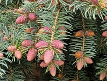 Fecund pine tree Pinus in Spring  Michigan USA