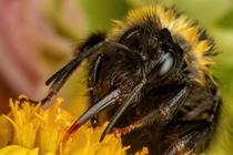 Feeding Bumblebee IV 