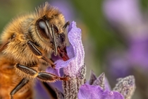 Feeding Honeybee 