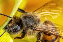Feeding Honeybee II 