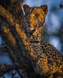 Female leopard Panthera pardus pardus taken in South Africa