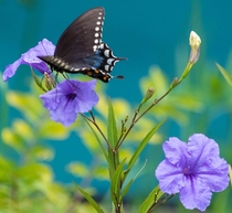 Female Spicebush Swallowtail Butterfly Papilio troilus L