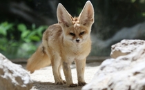 Fennec fox Vulpes zerda  
