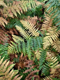 Fern colourfully illustrating the approach of autumn 