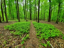 Fern Created Path in a NJ Nature Preserve Mercer County OC 