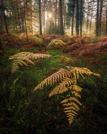 Ferns in the woodlands during sunrise last autumn The Netherlands 