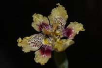 Ferraria densepunctulata - A rare Cape Iris