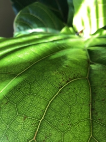 fiddle leaf fig close-up 