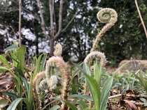 Fiddlehead fern 