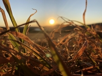 Field grass in front of a sunset 