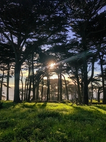 Field of cypress trees and wild flowers at Lands End San Francisco CA 