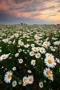 Field of daisies Zeeland the Netherlands 