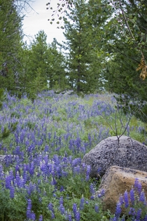 Field of Purple Lupine near Butte MT 