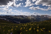 Field of Wildflowers Loveland Pass Colorado  x
