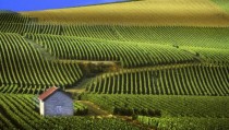 Fields in Champagne France 
