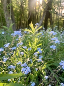 Fields of Forget Me Nots Western New York OC 
