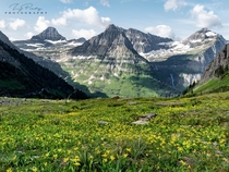 Fields of wild flowers in Glacier National Park 