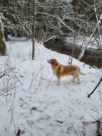 Finally got some snow Doggo loves it  