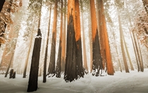 Fire and Ice in Sequoia National Park 